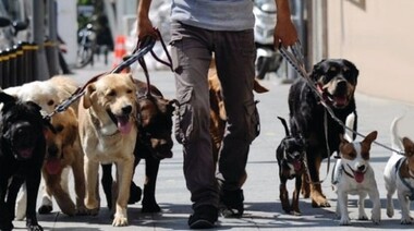 El Sindicato de Trabajadores Caninos solicitó el retorno de la actividad y su contribución al aislamiento social