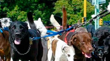 “Mascotas de la Ciudad no entiende que los paseadores somos esenciales para ayudar a la cuarentena”