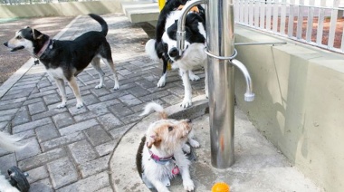 El STC reclamó a la Ciudad que acondicione caniles ante el “riesgo severo” para los perros